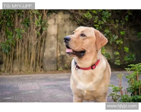 足球明星与他们的宠物们：那些场外的可爱伙伴与温馨故事